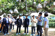 송미령 농림축산식품부 장관은 9월 11일(목) 충청남도 아산시 둔포면 소재 배 생산농가와 아산원예농협 과수 거점 산지유통센터(APC)를 방문하여 추석 성수품인 햇배의 생육과 수급 상황을 점검하였습니다.