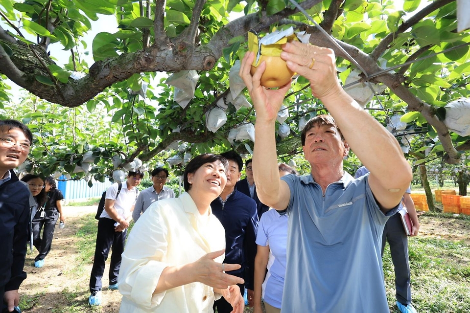 송미령 농림축산식품부 장관은 9월 11일(목) 충청남도 아산시 둔포면 소재 배 생산농가와 아산원예농협 과수 거점 산지유통센터(APC)를 방문하여 추석 성수품인 햇배의 생육과 수급 상황을 점검하였습니다.