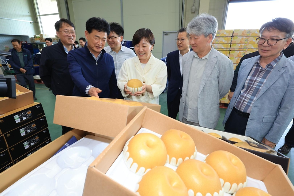 송미령 농림축산식품부 장관은 9월 11일(목) 충청남도 아산시 둔포면 소재 배 생산농가와 아산원예농협 과수 거점 산지유통센터(APC)를 방문하여 추석 성수품인 햇배의 생육과 수급 상황을 점검하였습니다.