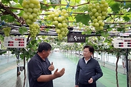 이승돈 농촌진흥청장은 9월 12일, 경기 화성시 송산면에 있는 포도 스마트팜 선도 농가 ㈜농업회사법인 팜스토리를 방문해 국내 육성 신품종 포도 재배 현황과 데이터에 기반한 농장 운영 상황을 살폈다. 