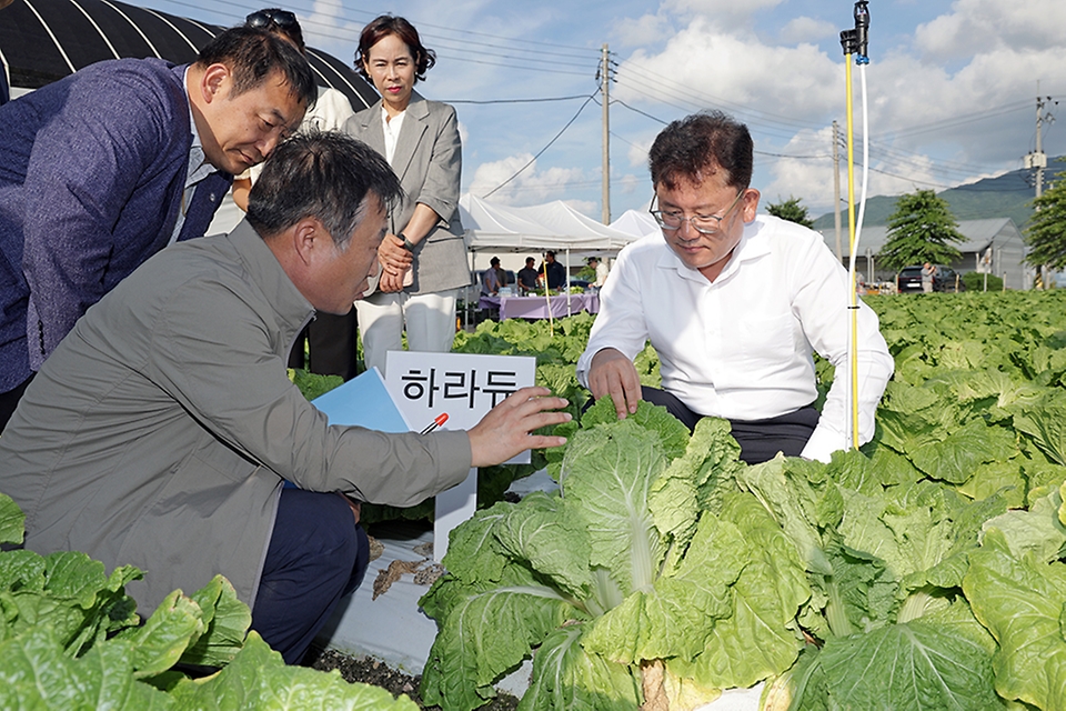 이승돈 농촌진흥청장은 9월 16일 전북 남원의 준고랭지 여름배추 시범사업 재배지를 찾아 고온 경감 기술과 노동력 절감 기술이 종합적으로 투입된 현장 상황을 점검하고 농가 목소리를 들었다.