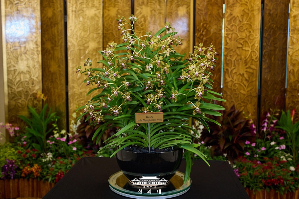 3월 2일(현지 시간) 싱가포르를 국빈방문한 이재명 대통령과 김혜경 여사가의 국빈방문을 기념해 싱가포르 정부가 명명한 '이재명 김혜경 난(Vanda Lee Jae Myung Kim Hea Kyung)'.