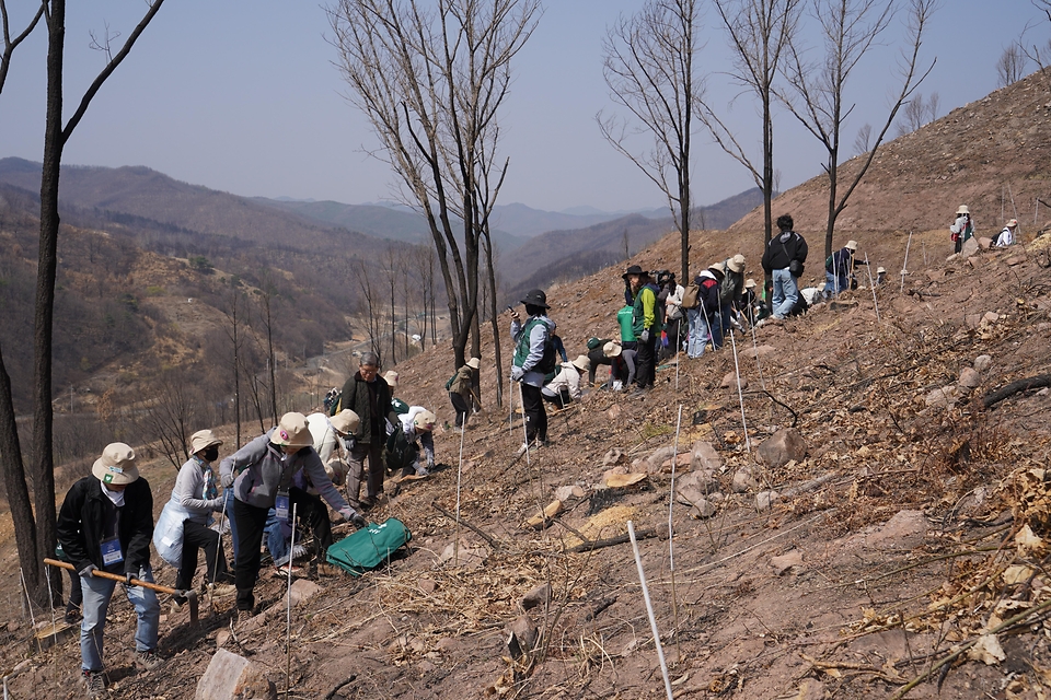 박은식 산림청장이 3월 28일 경북 안동시 풍천면 산불피해지에서 열린 '2026 신혼부부 나무심기'에서 참가자들과 나무를 심고 있다.