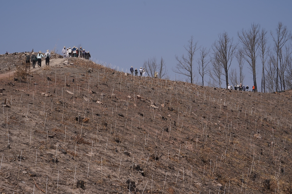 박은식 산림청장이 3월 28일 경북 안동시 풍천면 산불피해지에서 열린 '2026 신혼부부 나무심기'에서 참가자들과 나무를 심고 있다.