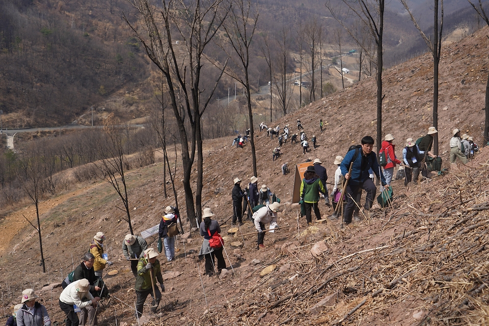 박은식 산림청장이 3월 28일 경북 안동시 풍천면 산불피해지에서 열린 '2026 신혼부부 나무심기'에서 참가자들과 나무를 심고 있다.