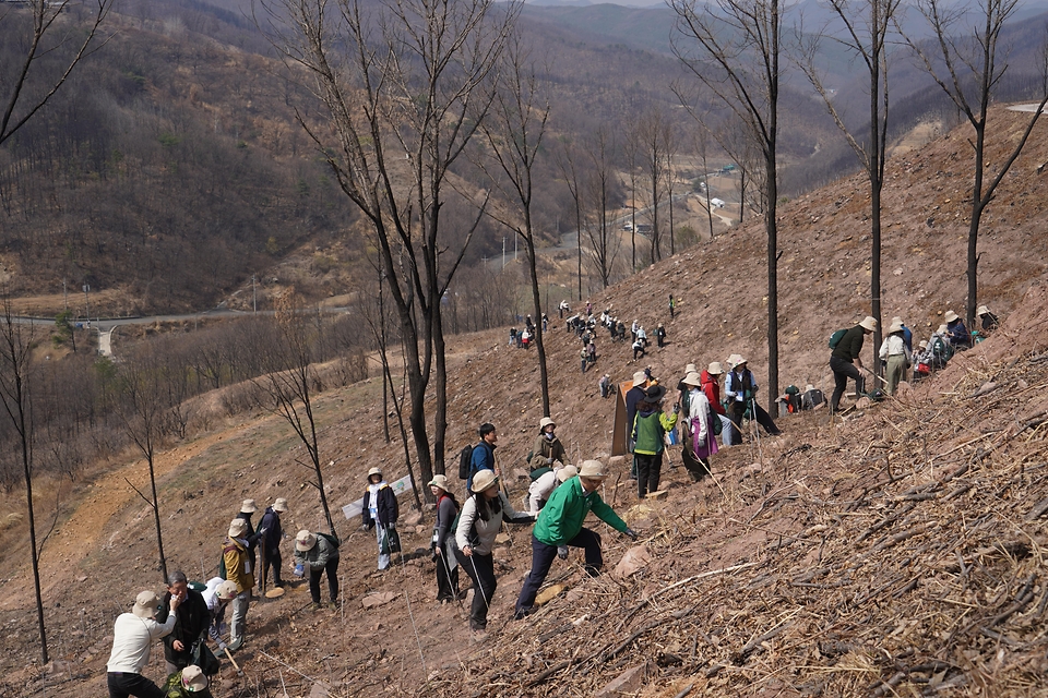 박은식 산림청장이 3월 28일 경북 안동시 풍천면 산불피해지에서 열린 '2026 신혼부부 나무심기'에서 참가자들과 나무를 심고 있다.