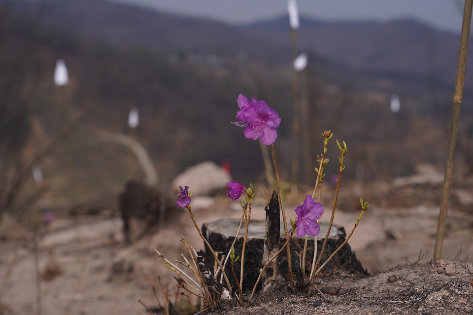 4월 3일 경북 안동시 풍천면에서 열린 '제81회 식목일 나무심기' 행사에서 참가자들이 나무를 심고 있다.
