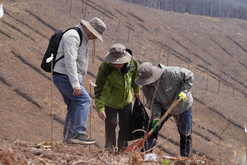 4월 3일 경북 안동시 풍천면에서 열린 '제81회 식목일 나무심기' 행사에서 참가자들이 나무를 심고 있다.