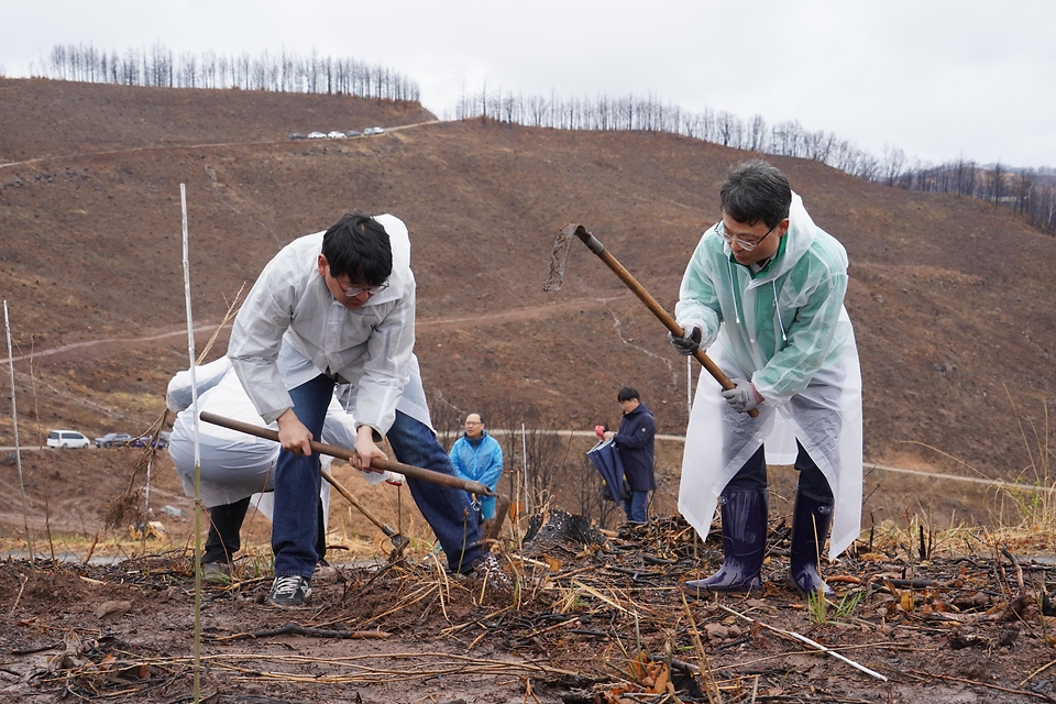 2026년 4월 4일 경북 안동시 풍천면에서 열린 '산불피해 복원 평화의 숲 나무심기' 행사에서 참가자들이 나무를 심고 있다.