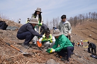 4월 3일 경북 안동시 풍천면에서 열린 '제81회 식목일 나무심기' 행사에서 참가자들이 나무를 심고 있다.