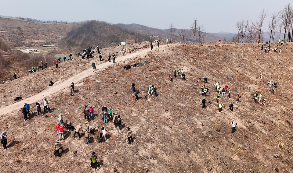 4월 3일 경북 안동시 풍천면에서 열린 '제81회 식목일 나무심기' 행사에서 참가자들이 나무를 심고 있다.