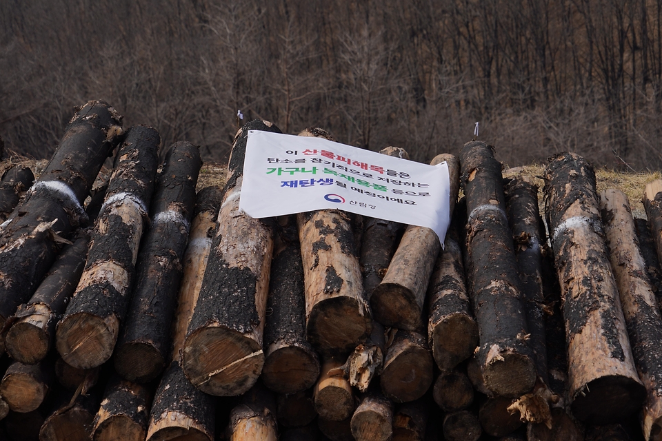 4월 3일 경북 안동시 풍천면에서 열린 '제81회 식목일 나무심기' 행사에서 참가자들이 나무를 심고 있다.