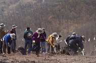 4월 3일 경북 안동시 풍천면에서 열린 '제81회 식목일 나무심기' 행사에서 참가자들이 나무를 심고 있다.