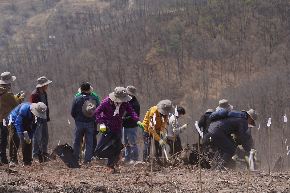 4월 3일 경북 안동시 풍천면에서 열린 '제81회 식목일 나무심기' 행사에서 참가자들이 나무를 심고 있다.