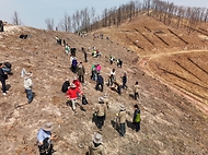 4월 3일 경북 안동시 풍천면에서 열린 '제81회 식목일 나무심기' 행사에서 참가자들이 나무를 심고 있다.