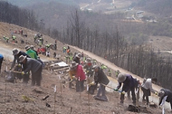 4월 3일 경북 안동시 풍천면에서 열린 '제81회 식목일 나무심기' 행사에서 참가자들이 나무를 심고 있다.