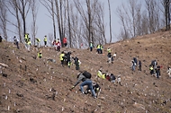 4월 3일 경북 안동시 풍천면에서 열린 '제81회 식목일 나무심기' 행사에서 참가자들이 나무를 심고 있다.