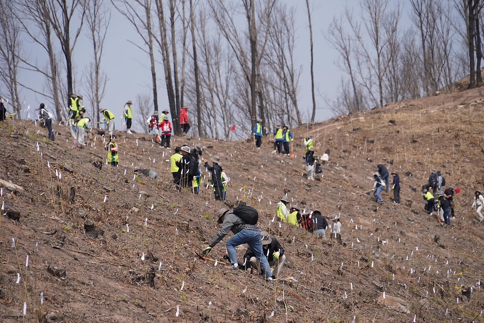4월 3일 경북 안동시 풍천면에서 열린 '제81회 식목일 나무심기' 행사에서 참가자들이 나무를 심고 있다.