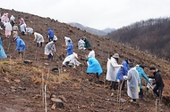 2026년 4월 4일 경북 안동시 풍천면에서 열린 '산불피해 복원 평화의 숲 나무심기' 행사에서 참가자들이 나무를 심고 있다.