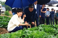 송미령 농림축산식품부 장관이 7월 2일 태백시 매봉산에 위치한 고랭지채소 재배단지를 찾아 여름배추 생육상황을 점검하고 있다.