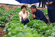 송미령 농림축산식품부 장관이 7월 2일 태백시 매봉산에 위치한 고랭지채소 재배단지를 찾아 여름배추 생육상황을 점검하고 있다.