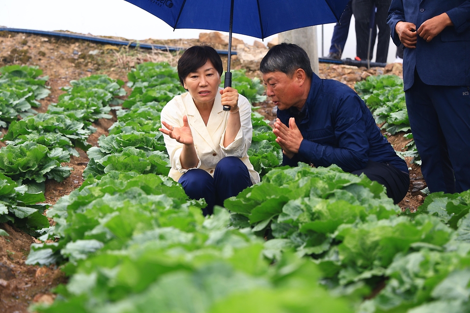송미령 농림축산식품부 장관이 7월 2일 태백시 매봉산에 위치한 고랭지채소 재배단지를 찾아 여름배추 생육상황을 점검하고 있다.