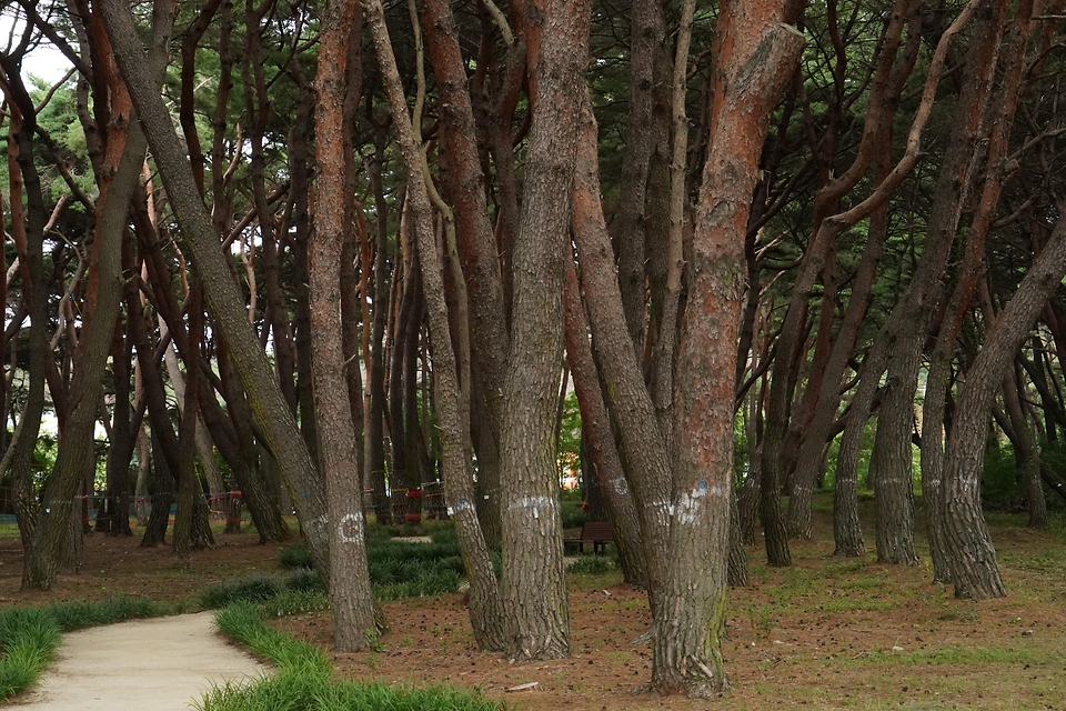박은식 산림청장이 8월 13일 포항시 북구 기북면 소나무재선충병 방제사업장을 찾아 유인 항공방제 실증사업 진행현황을 점검하고 효율적인 방제 전략 추진을 논의하고 있다.