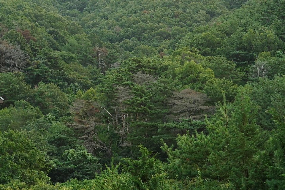 박은식 산림청장이 8월 13일 포항시 북구 기북면 소나무재선충병 방제사업장을 찾아 유인 항공방제 실증사업 진행현황을 점검하고 효율적인 방제 전략 추진을 논의하고 있다.