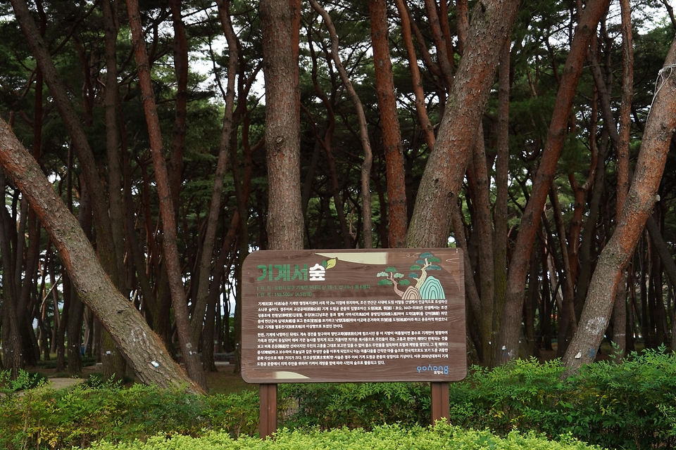 박은식 산림청장이 8월 13일 포항시 북구 기북면 소나무재선충병 방제사업장을 찾아 유인 항공방제 실증사업 진행현황을 점검하고 효율적인 방제 전략 추진을 논의하고 있다.