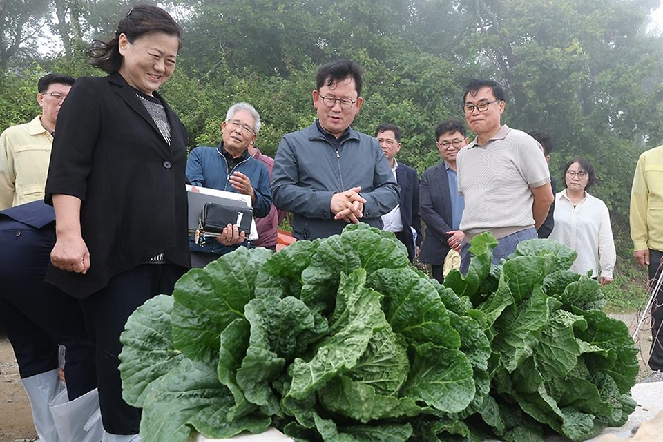 이승돈 농촌진흥청장이 8월 11일 강원특별자치도 강릉시 왕산면의 고랭지 여름 배추 재배지를 찾아 '씨스트선충(배추 뿌리 병해충)'의 정부 합동 방제 추진 현황과 배추의 자람 상태(생육 상황)를 점검하고 있다.