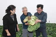 이승돈 농촌진흥청장이 8월 11일 강원특별자치도 강릉시 왕산면의 고랭지 여름 배추 재배지를 찾아 '씨스트선충(배추 뿌리 병해충)'의 정부 합동 방제 추진 현황과 배추의 자람 상태(생육 상황)를 점검하고 있다.