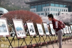 제51회 진해군항제 사진 4