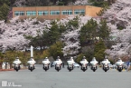 제51회 진해군항제 사진 11
