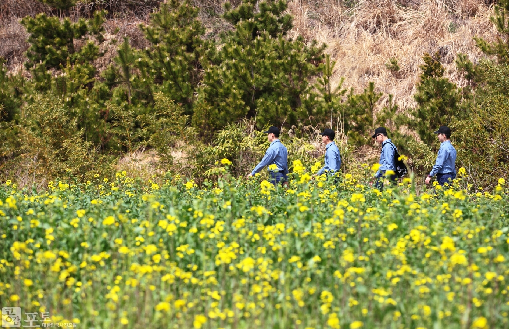 해군진해기지사령부에는 유채꽃이 만발했다.