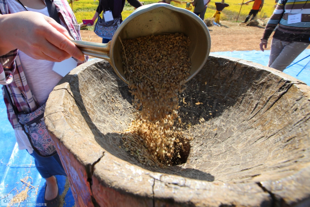 농촌전통테마마을 중 하나인 충남 태안의 매화둠벙 마을에서는 가을을 맞아 낫으로 벼를 베고 전통 탈곡기를 이용해 탈곡을 해보는 전통 추수 체험 프로그램을 진행한다. 매화둠벙 마을을 찾은 시민들이 이 프로그램을 통해 농촌의 볍씨가 식탁 위의 쌀이 되는 과정을 직접 체험해 볼 수 있다.