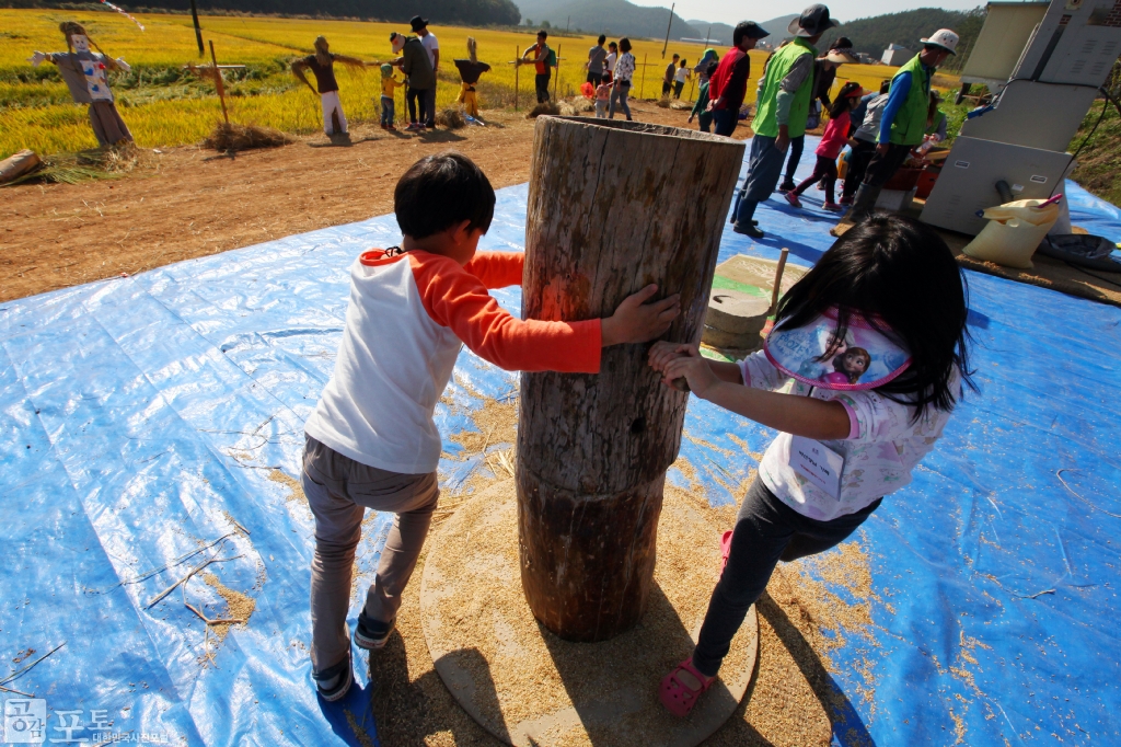 농촌전통테마마을 중 하나인 충남 태안의 매화둠벙 마을에서는 가을을 맞아 낫으로 벼를 베고 전통 탈곡기를 이용해 탈곡을 해보는 전통 추수 체험 프로그램을 진행한다. 매화둠벙 마을을 찾은 시민들이 이 프로그램을 통해 농촌의 볍씨가 식탁 위의 쌀이 되는 과정을 직접 체험해 볼 수 있다.
