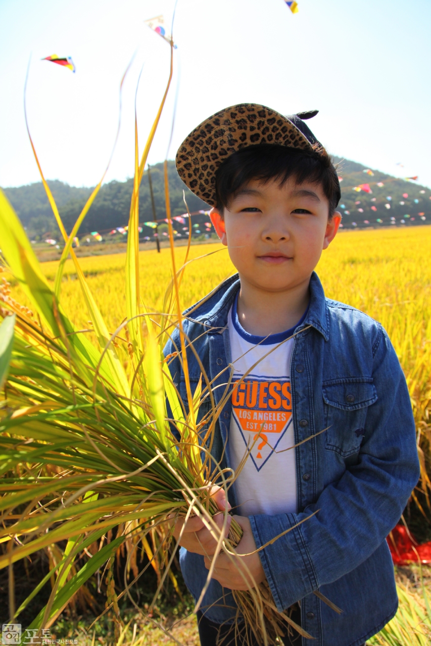 농촌전통테마마을 중 하나인 충남 태안의 매화둠벙 마을에서는 가을을 맞아 낫으로 벼를 베고 전통 탈곡기를 이용해 탈곡을 해보는 전통 추수 체험 프로그램을 진행한다. 매화둠벙 마을을 찾은 시민들이 이 프로그램을 통해 농촌의 볍씨가 식탁 위의 쌀이 되는 과정을 직접 체험해 볼 수 있다.