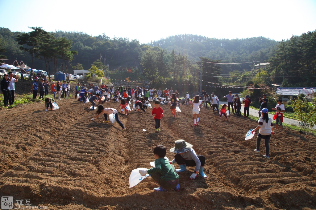 농촌전통테마마을 중 하나인 충남 태안의 매화둠벙 마을에서는 밭에서 시민들이 직접 무, 감자, 양파, 고구마 등 숨겨진 농산물을 캐보고 농산물을 집으로 가져가는 농산물 보물찾기 프로그램을 진행한다.