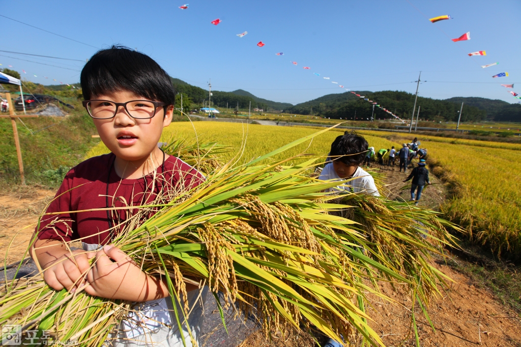 농촌전통테마마을 중 하나인 충남 태안의 매화둠벙 마을에서는 가을을 맞아 낫으로 벼를 베고 전통 탈곡기를 이용해 탈곡을 해보는 전통 추수 체험 프로그램을 진행한다. 