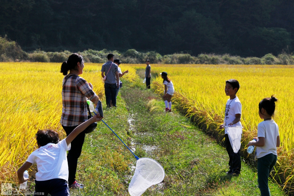 농촌전통테마마을 중 하나인 충남 태안의 매화둠벙 마을에서는 가을을 맞아 황금색으로 물든 들녁에서 허수아비를 만들고 메뚜기를 잡는 등 어렸을 적 추억을 일깨우는 체험활동을 진행한다.