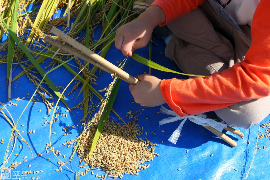 농촌전통테마마을 중 하나인 충남 태안의 매화둠벙 마을에서는 가을을 맞아 낫으로 벼를 베고 전통 탈곡기를 이용해 탈곡을 해보는 전통 추수 체험 프로그램을 진행한다. 매화둠벙 마을을 찾은 시민들이 이 프로그램을 통해 농촌의 볍씨가 식탁 위의 쌀이 되는 과정을 직접 체험해 볼 수 있다.