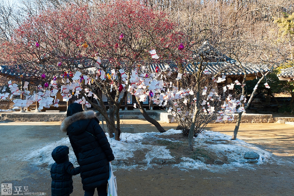 산수유나무에 화려하게 수놓은 동지버선. 동짓날 장수를 빌기 위해 버선을 선물했던 풍습을 재현하여 새해 소망을 적어 나무에 걸어놓았다. 함께 걸린 복주무니와 복조리도 새해 분위기를 연출하는데 한 몫하고 있다.<br><br>

* 한국민속촌 