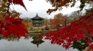 경복궁의 단풍 사진 9