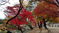 경복궁의 단풍 사진 11