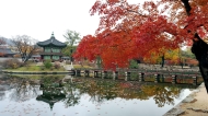 경복궁의 단풍 사진 5
