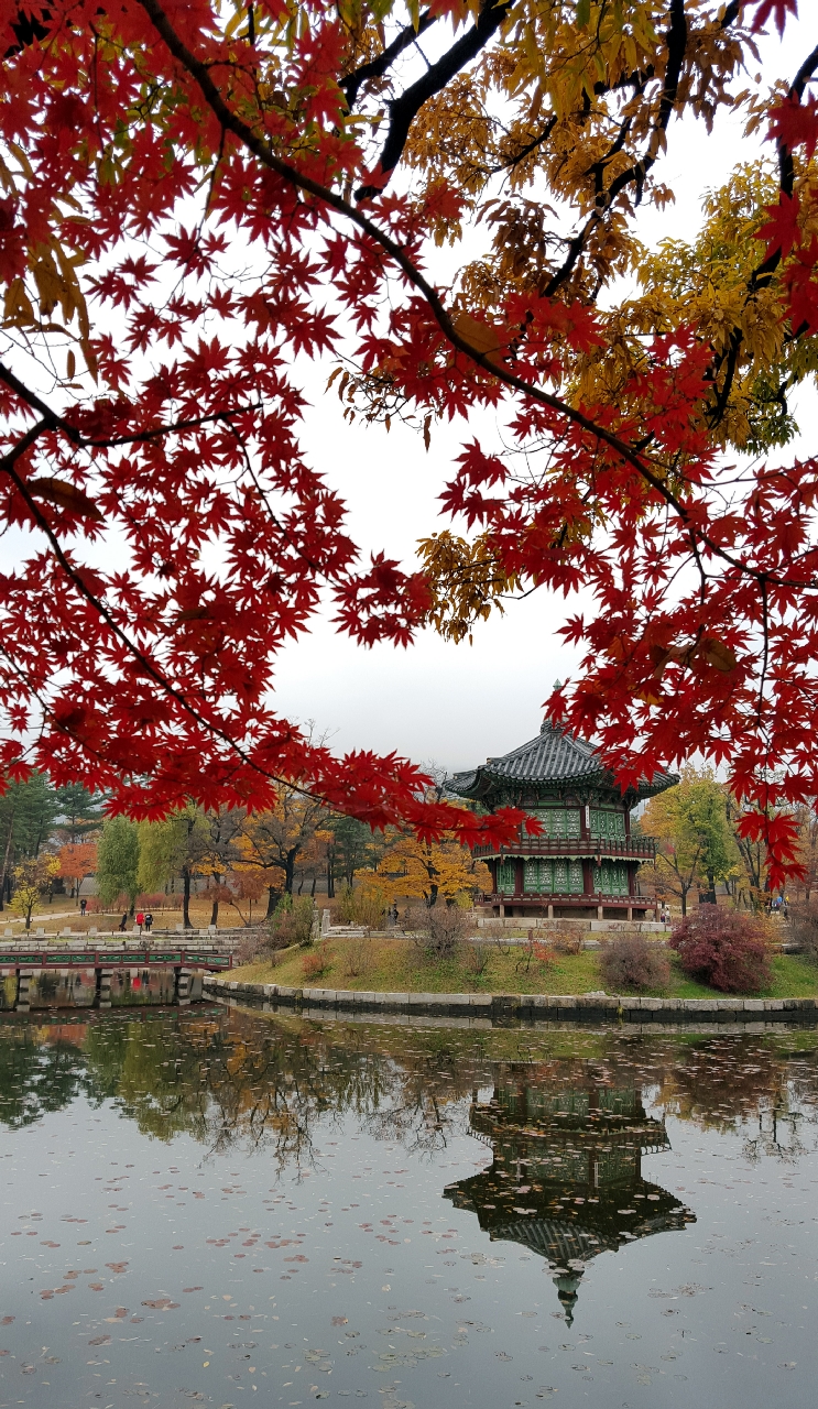 경복궁의 단풍