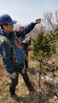 태백산 주목 훼손지 복원 사진 4