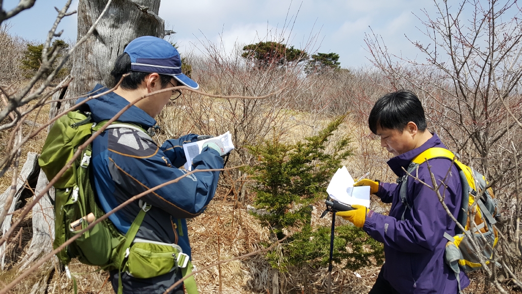 태백산 주목 훼손지 복원을 위해 국립산림과학원 연구진들이 후계목의 생장을 확인하고 있다.