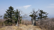 태백산 주목 훼손지 복원 사진 1