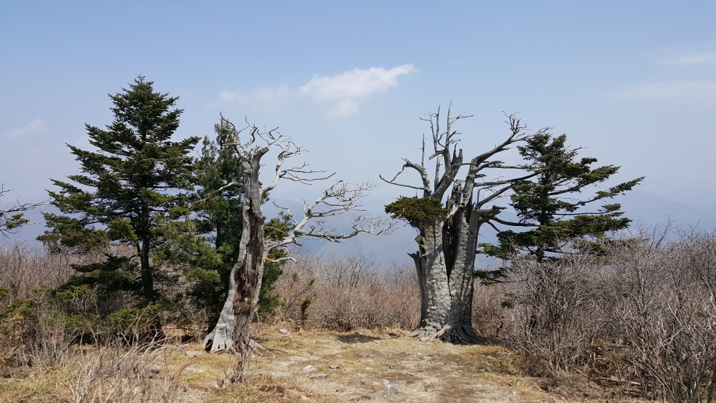태백산 주목 훼손지에 건강한 주목 사이로 고사목 몇그루가 서 있다.